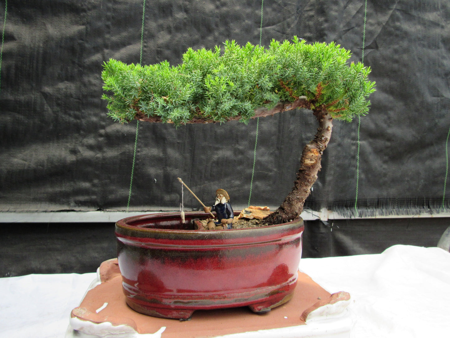 Juniper Bonsai Tree - Medium