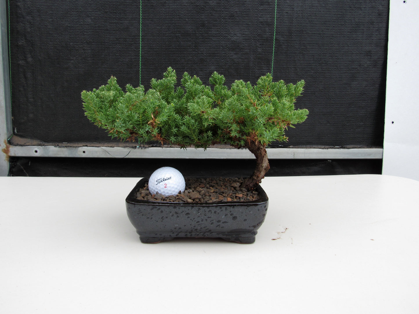 Juniper Bonsai Tree - Medium