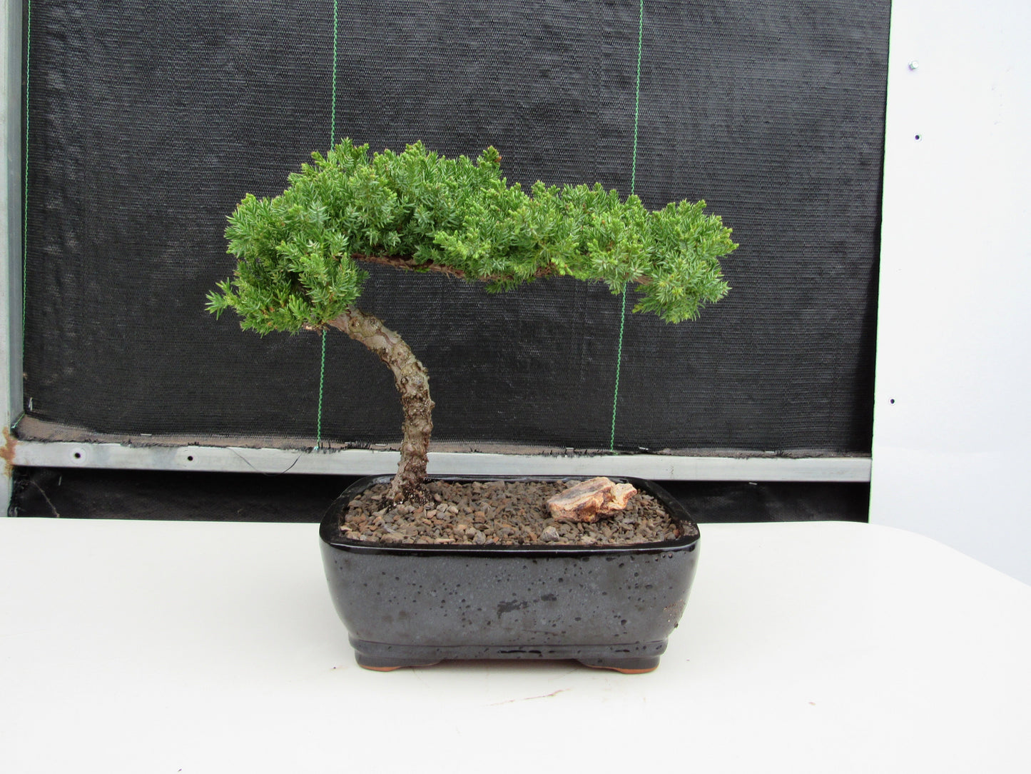 Juniper Bonsai Tree - Medium