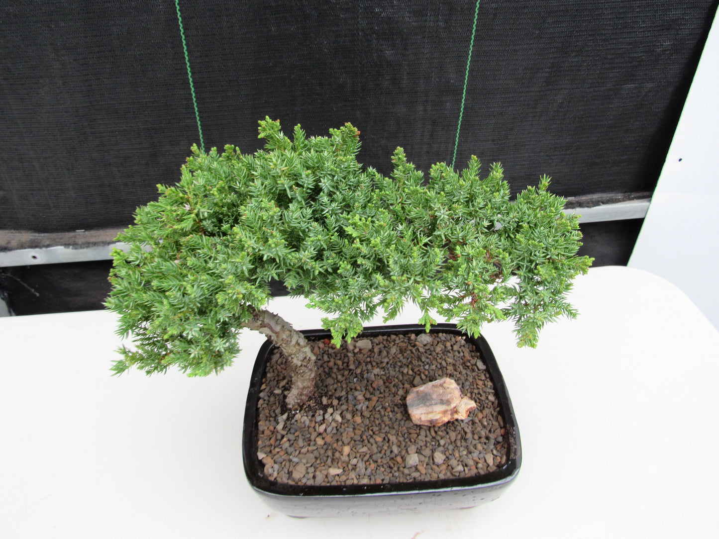 Juniper Bonsai Tree - Medium