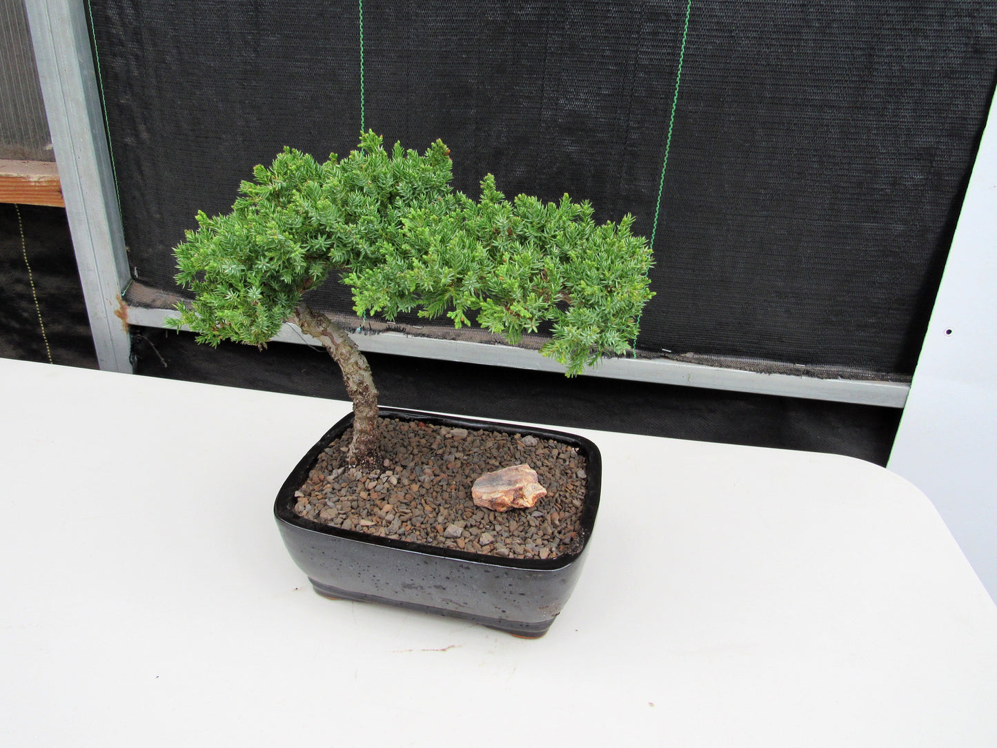 Juniper Bonsai Tree - Medium