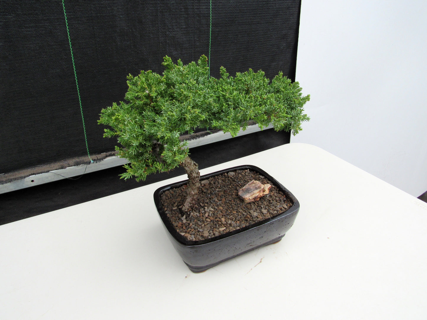 Juniper Bonsai Tree - Medium