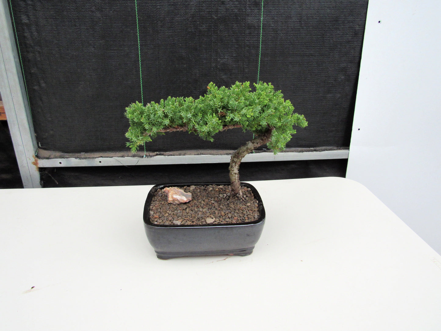 Juniper Bonsai Tree - Medium