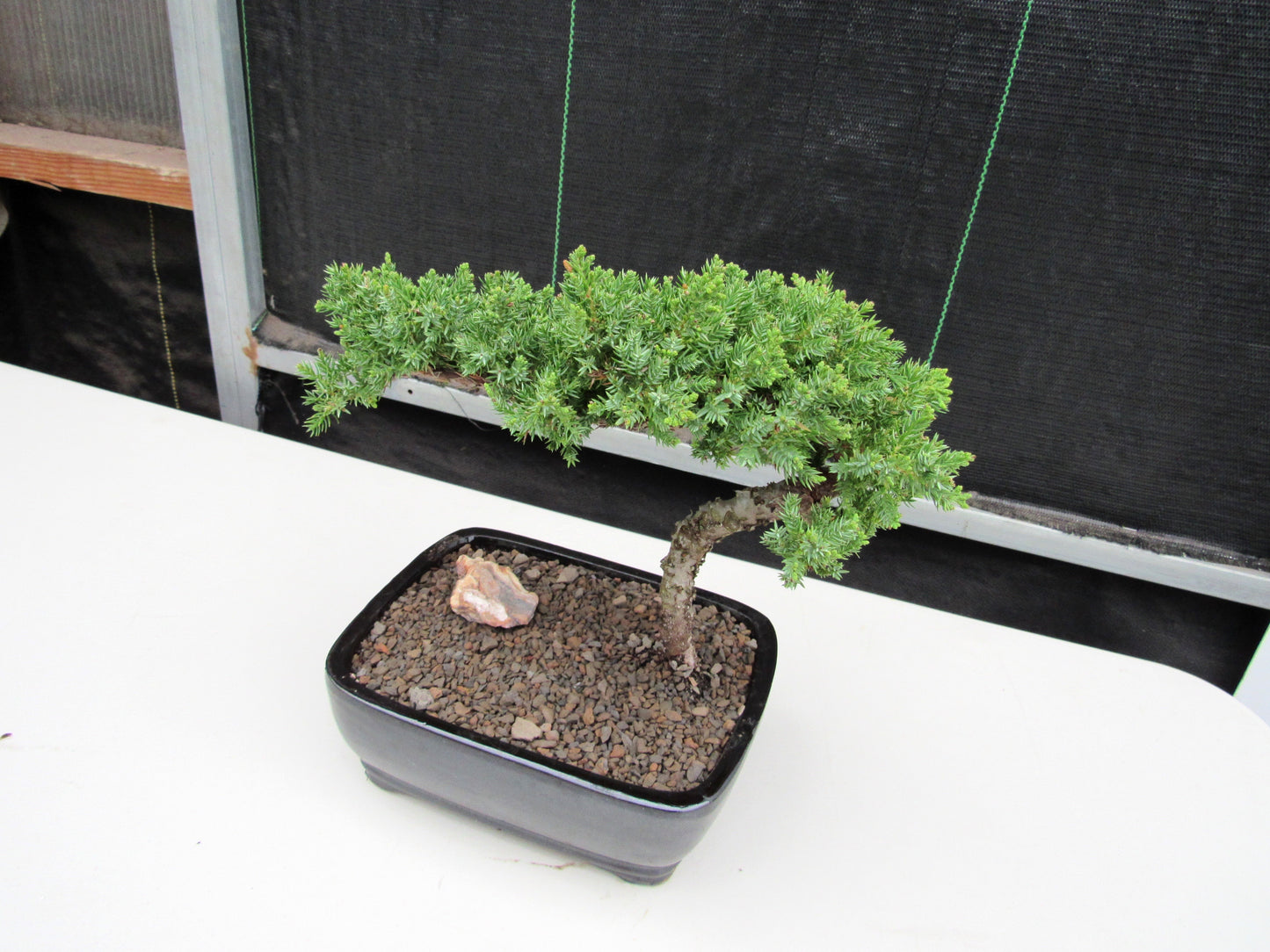 Juniper Bonsai Tree - Medium