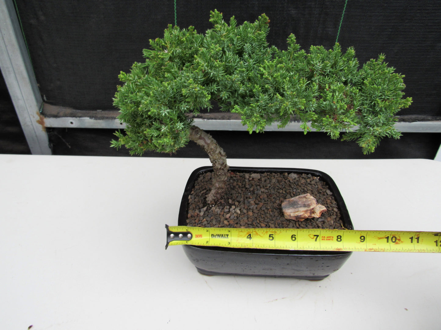 Juniper Bonsai Tree - Medium