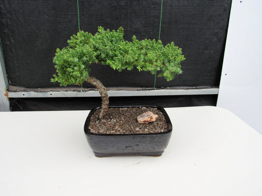 Juniper Bonsai Tree - Medium