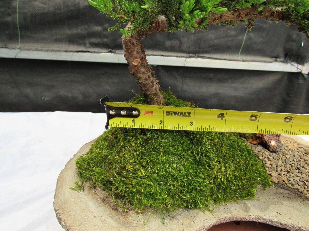 Juniper Bonsai Tree On Rock Slab