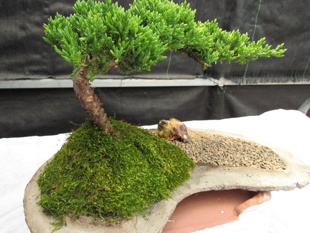 Juniper Bonsai Tree On Rock Slab