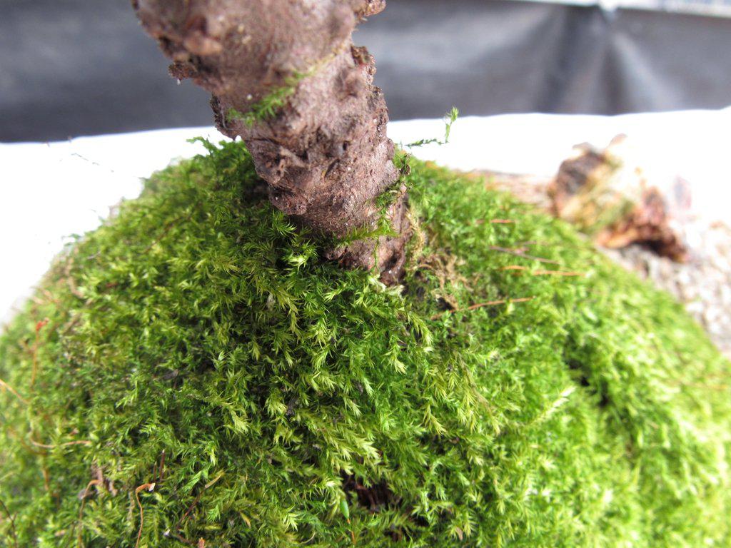 Juniper Bonsai Tree On Rock Slab