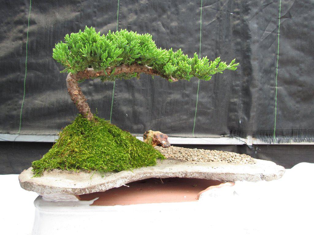 Juniper Bonsai Tree On Rock Slab