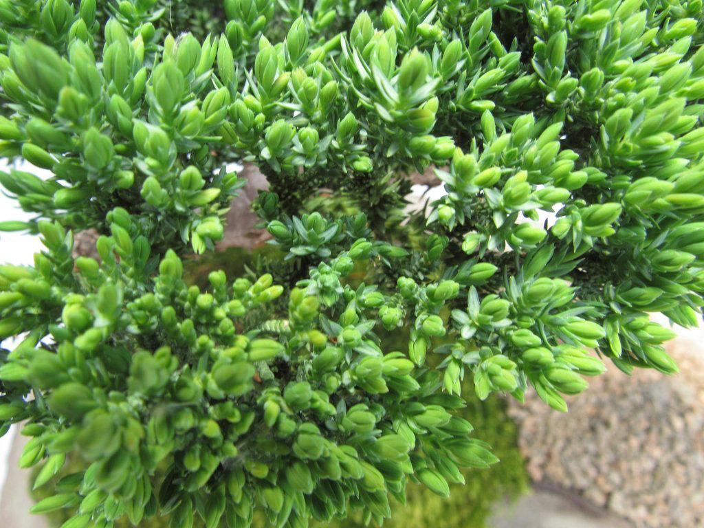 Juniper Bonsai Tree On Rock Slab