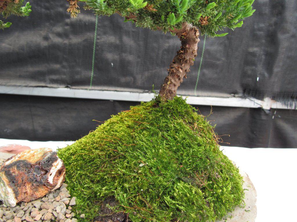 Juniper Bonsai Tree On Rock Slab