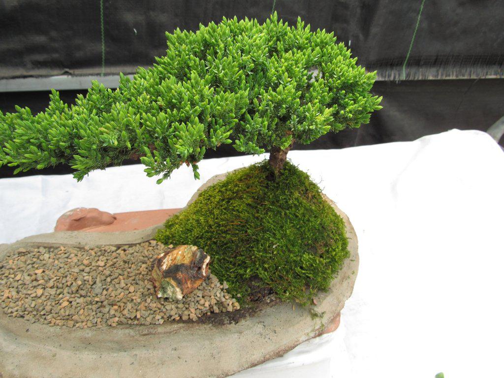 Juniper Bonsai Tree On Rock Slab