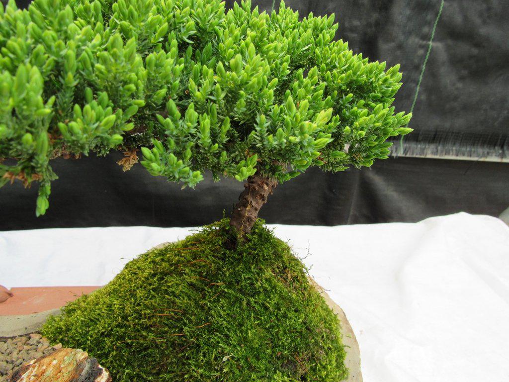 Juniper Bonsai Tree On Rock Slab