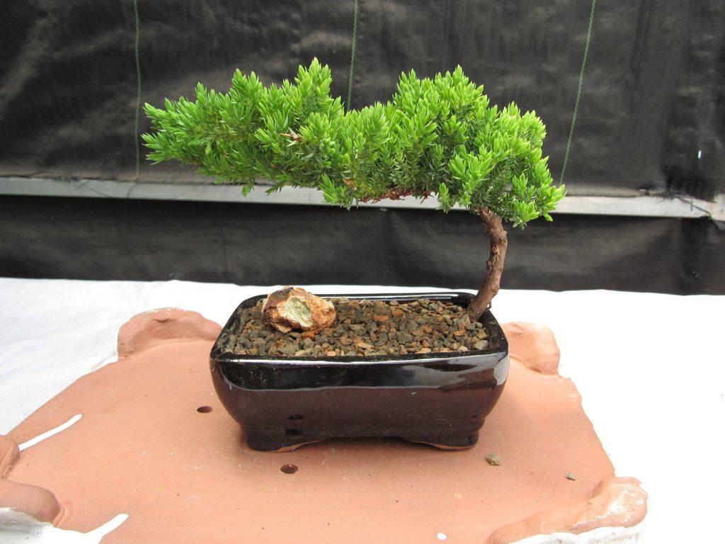 Juniper Bonsai Tree - Small