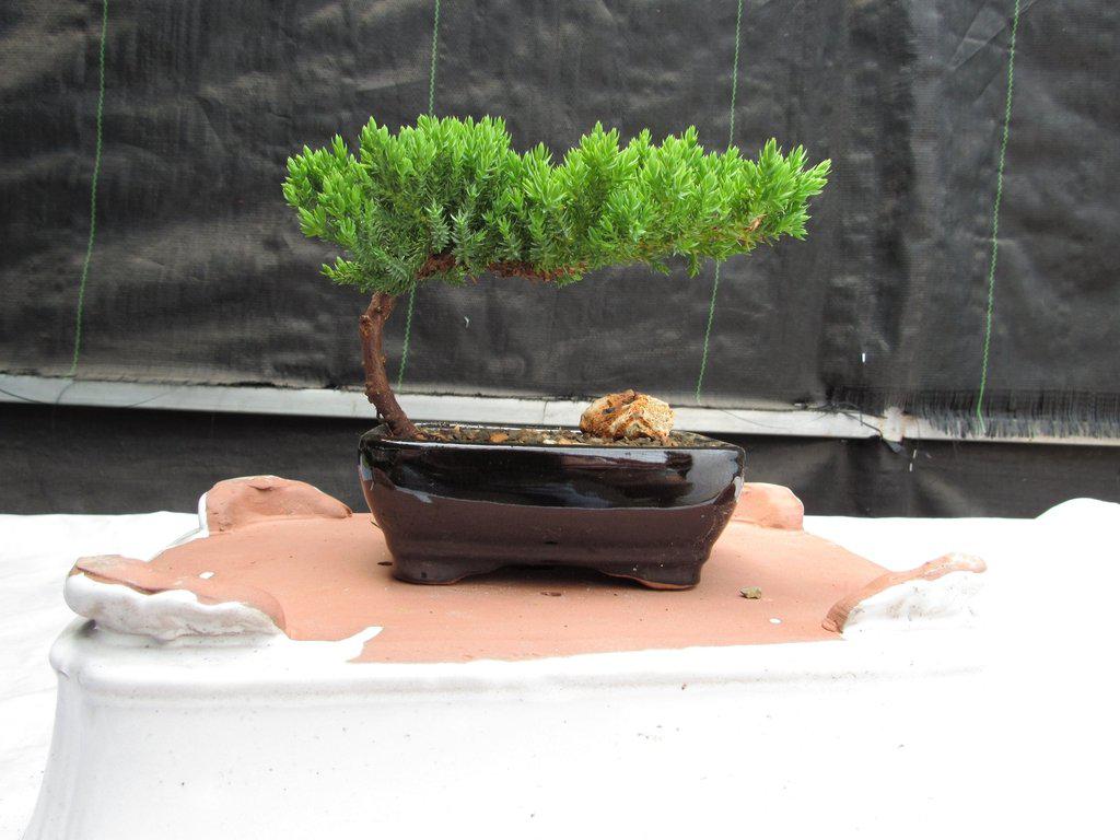 Juniper Bonsai Tree - Small