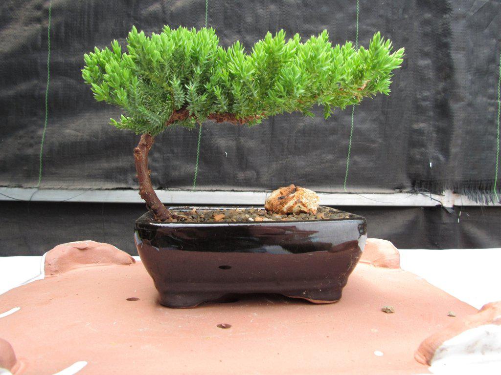 Juniper Bonsai Tree - Small