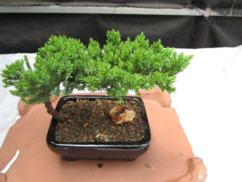 Juniper Bonsai Tree - Small