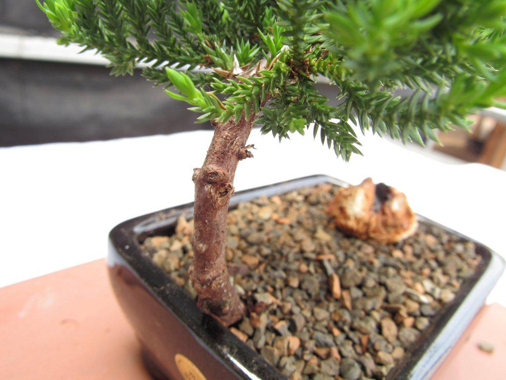 Juniper Bonsai Tree - Small