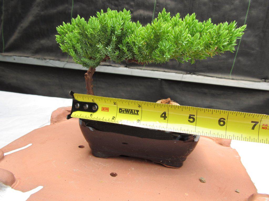 Juniper Bonsai Tree - Small