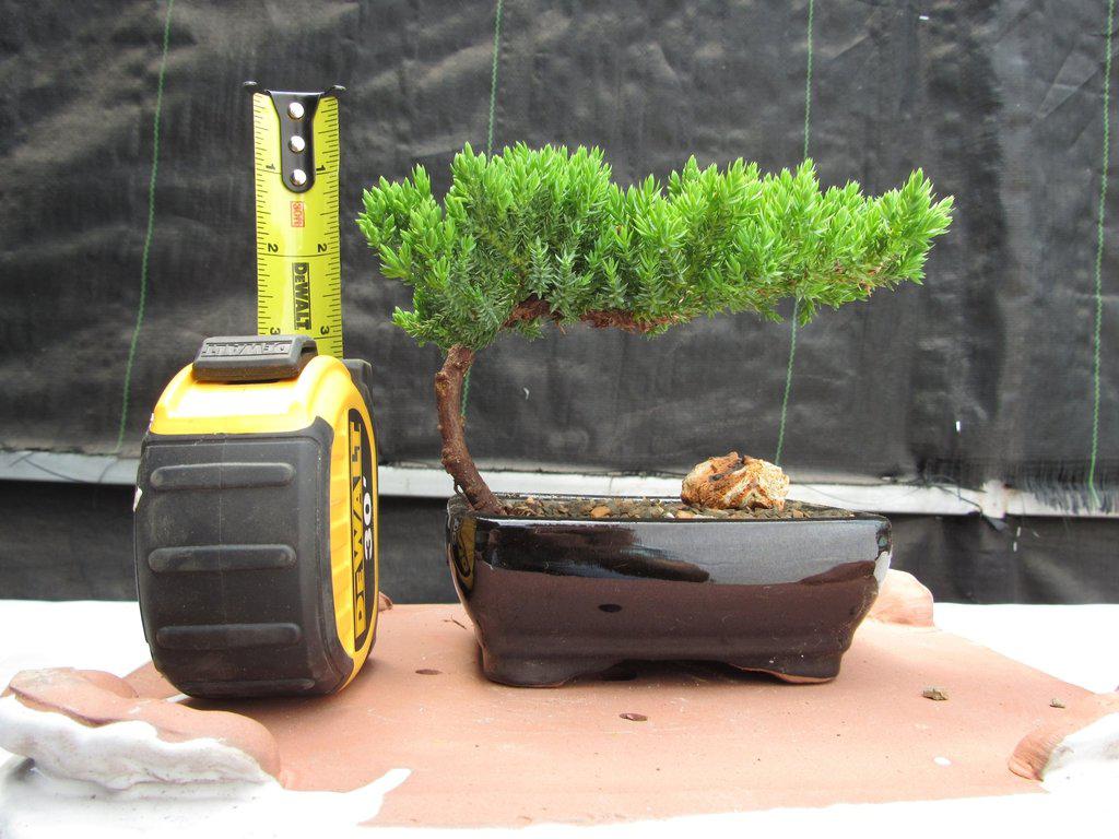 Juniper Bonsai Tree - Small