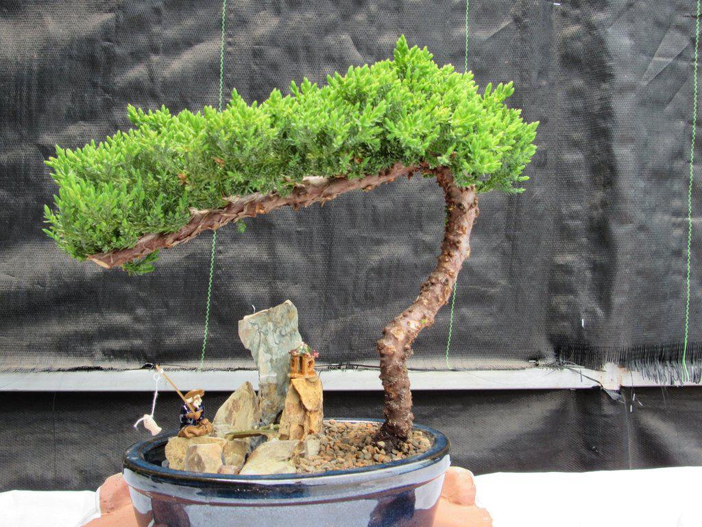 Juniper Bonsai Tree Stone Landscape Scene