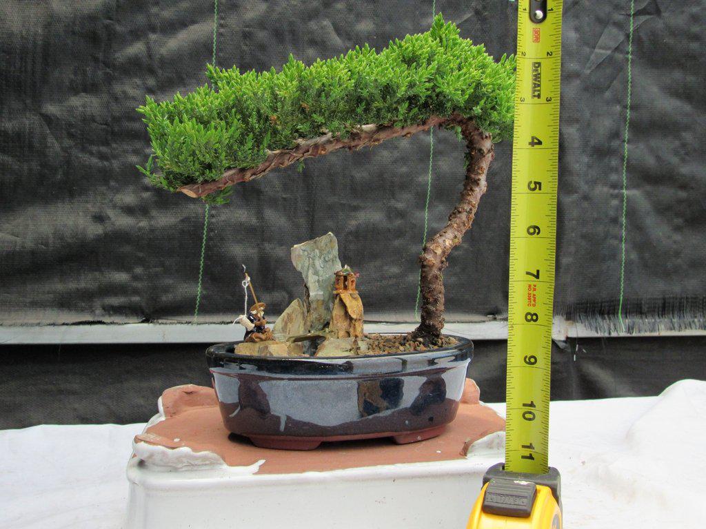 Juniper Bonsai Tree Stone Landscape Scene