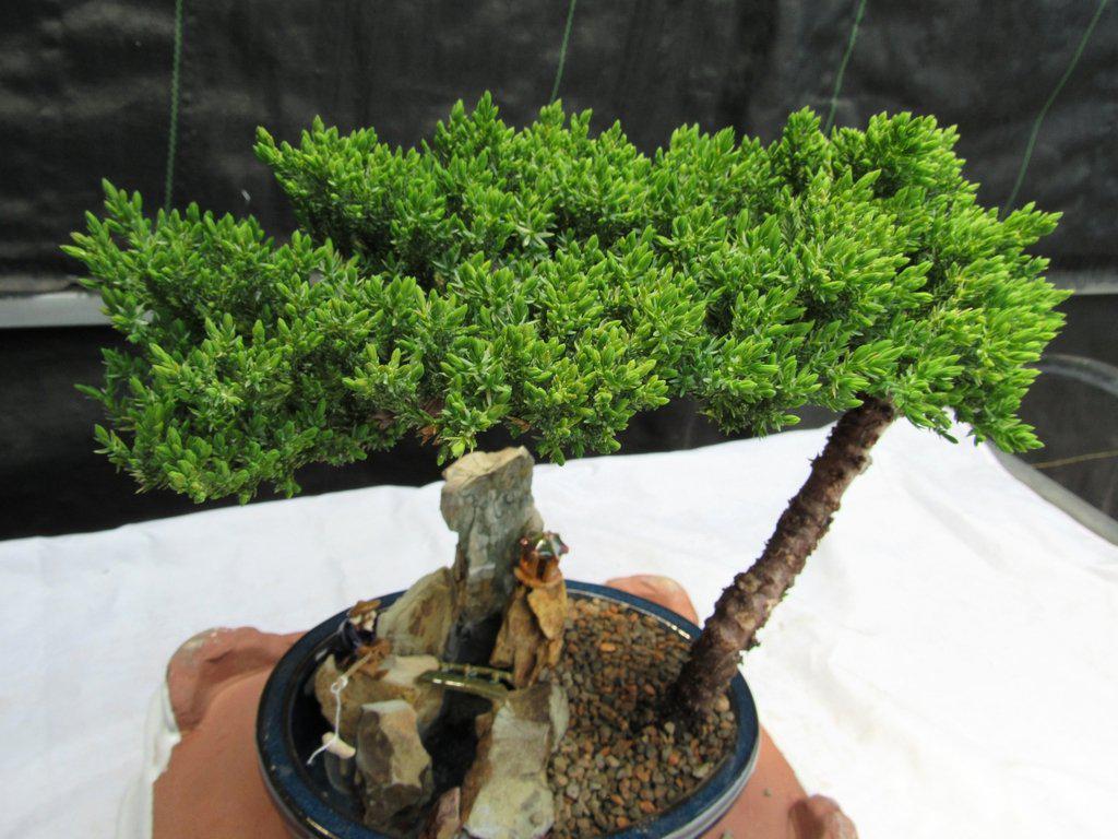 Juniper Bonsai Tree Stone Landscape Scene