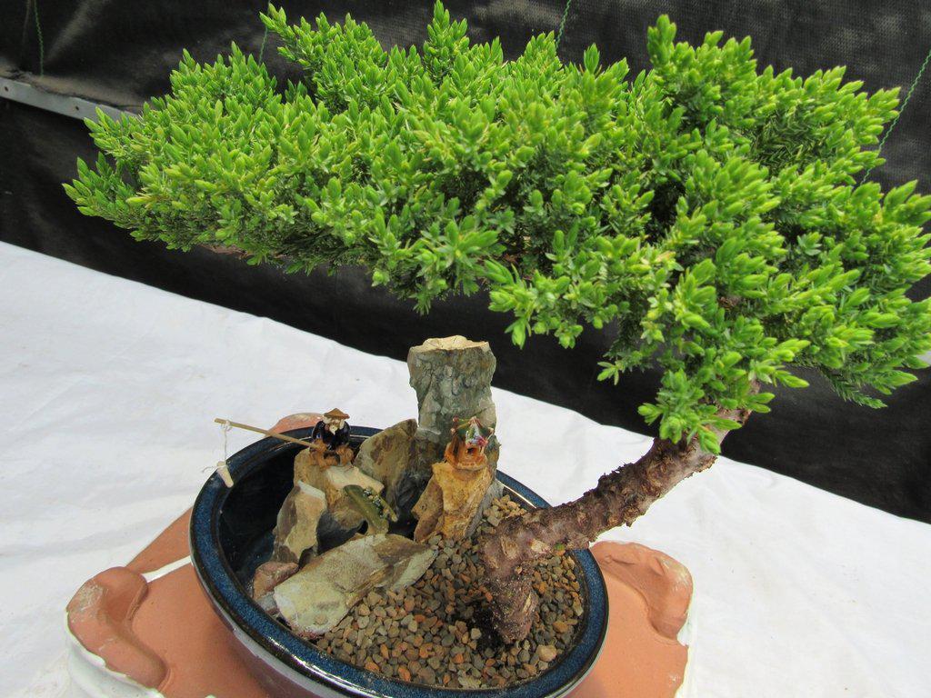 Juniper Bonsai Tree Stone Landscape Scene