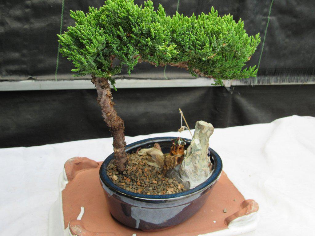 Juniper Bonsai Tree Stone Landscape Scene