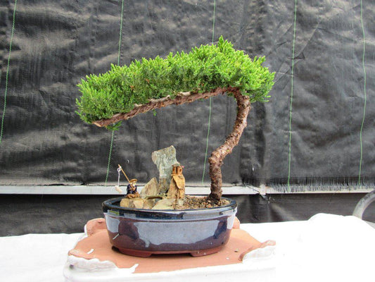 Juniper Bonsai Tree Stone Landscape Scene