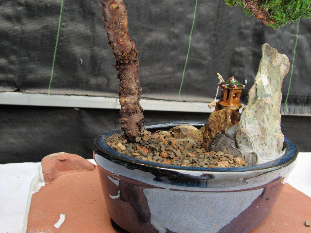 Juniper Bonsai Tree Stone Landscape Scene