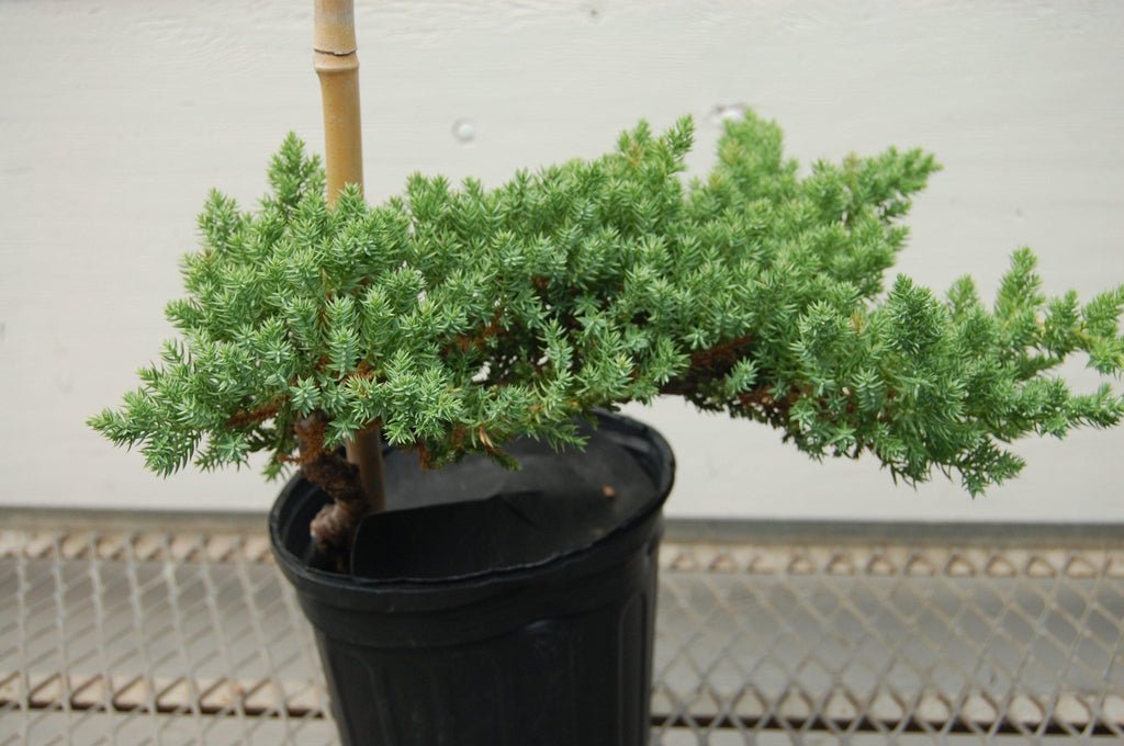 Juniper Pre Bonsai