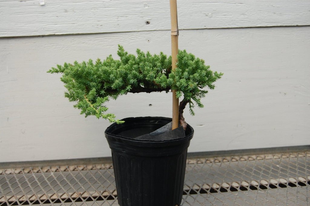 Juniper Pre Bonsai