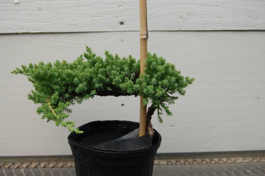 Juniper Pre Bonsai