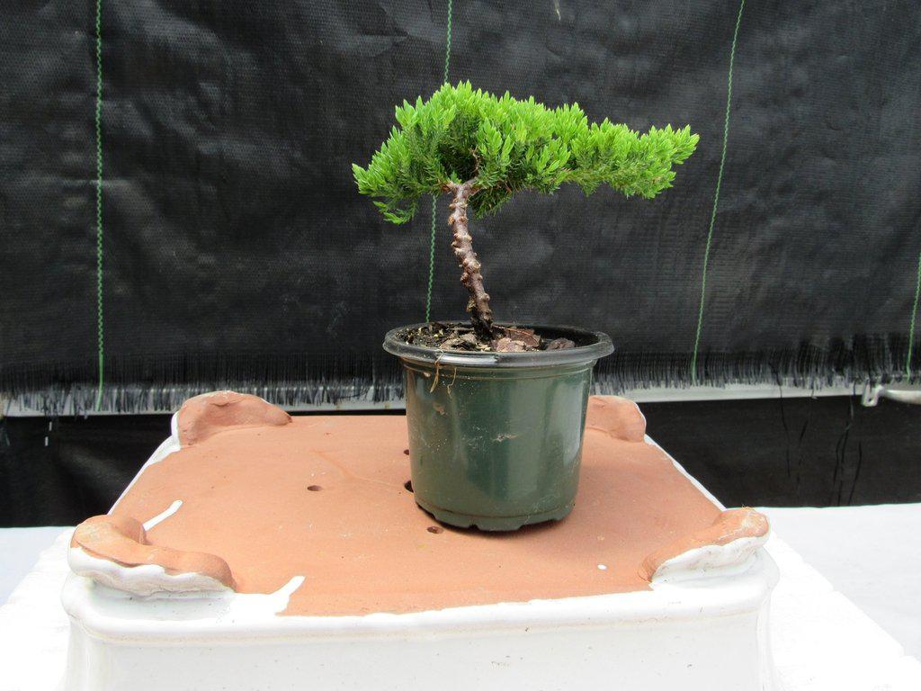 Juniper Pre Bonsai - Small