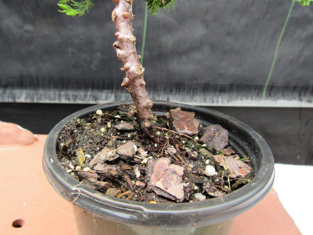 Juniper Pre Bonsai - Small