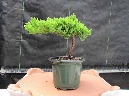 Juniper Pre Bonsai - Small