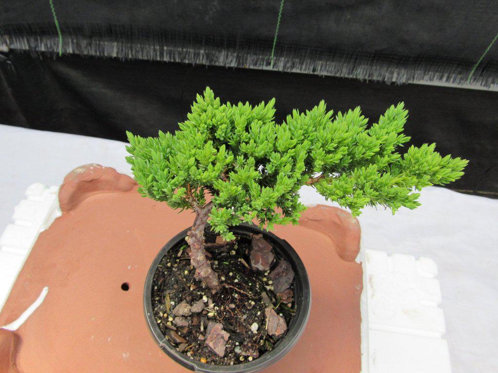 Juniper Pre Bonsai - Small