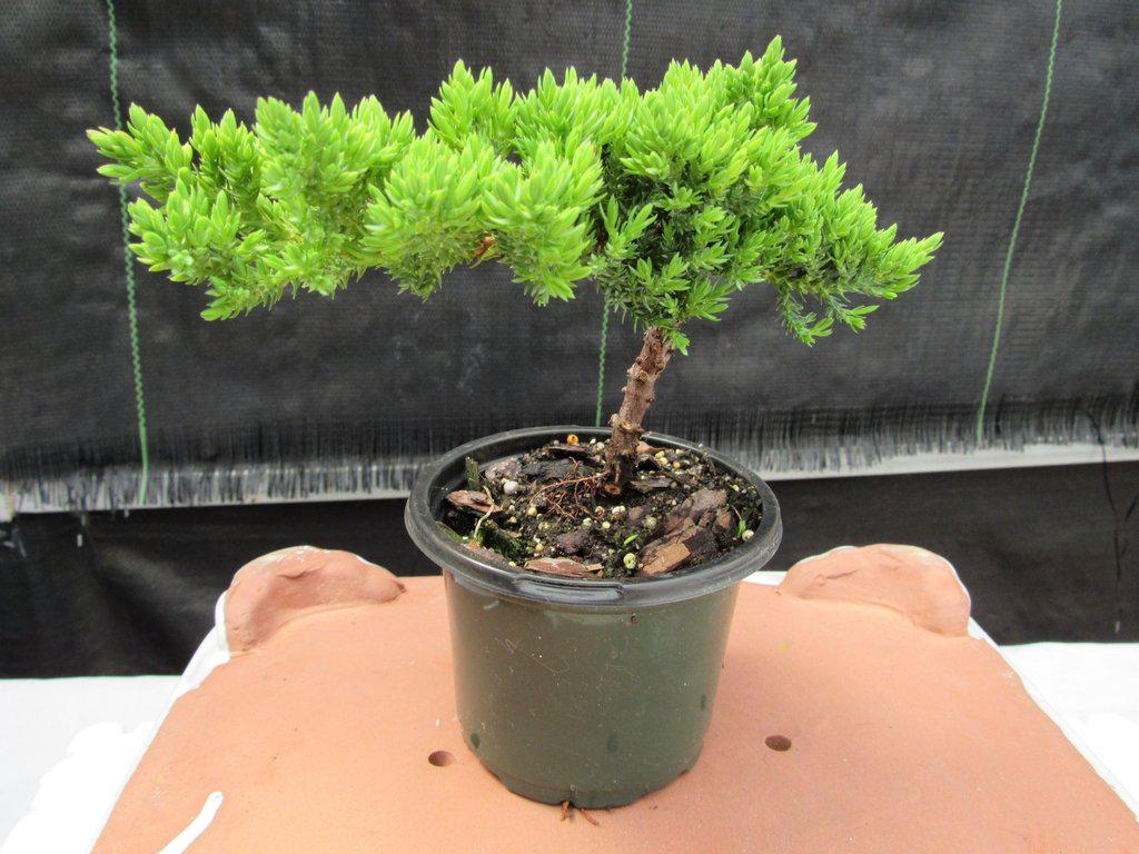 Juniper Pre Bonsai - Small