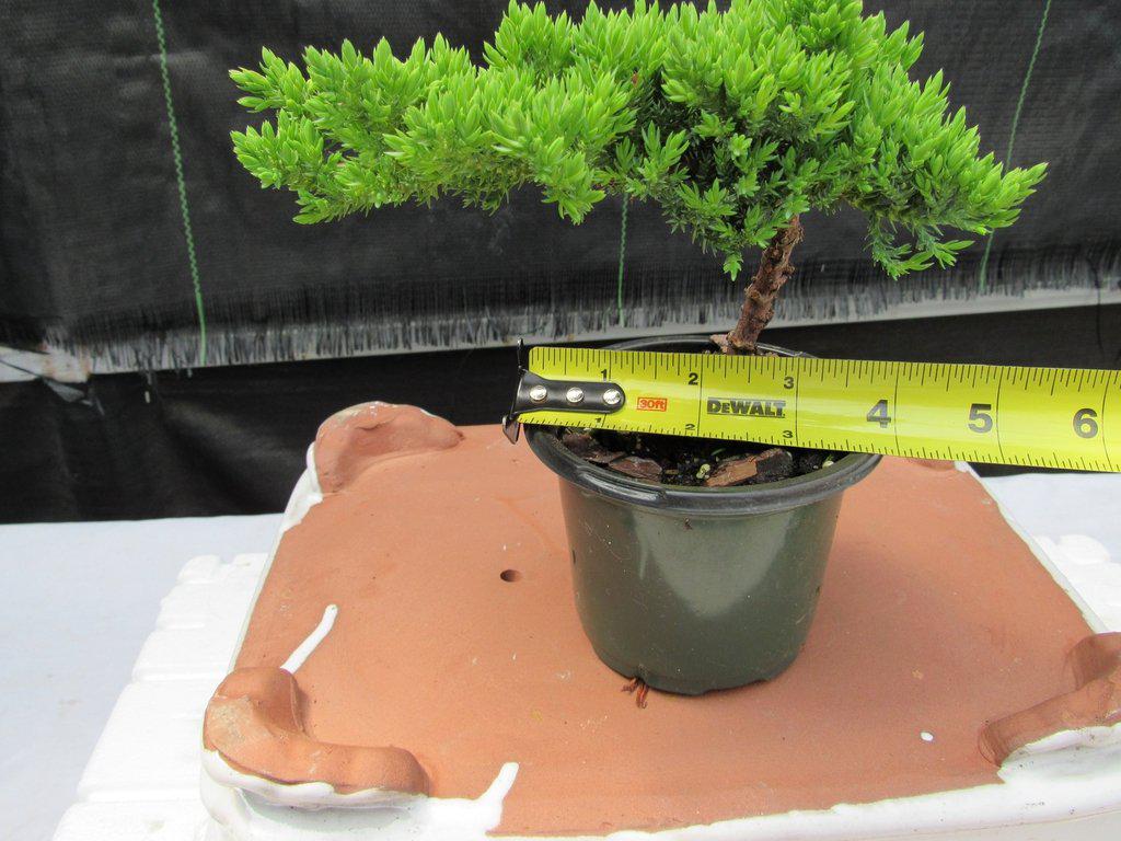 Juniper Pre Bonsai - Small