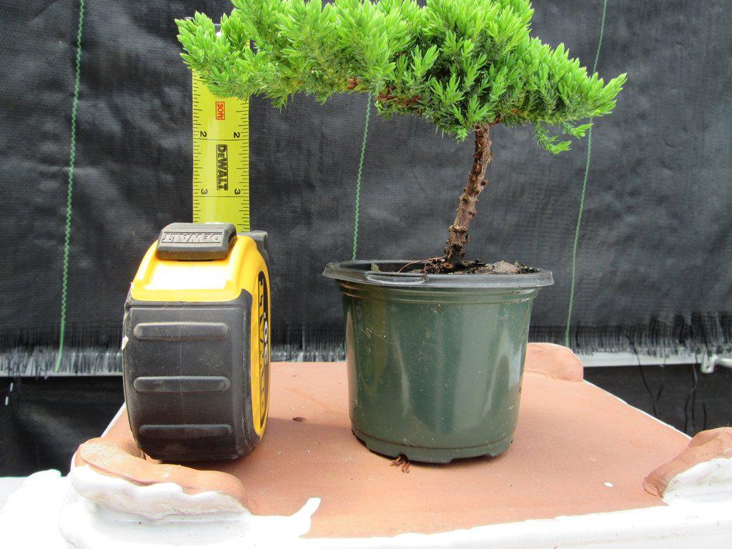 Juniper Pre Bonsai - Small