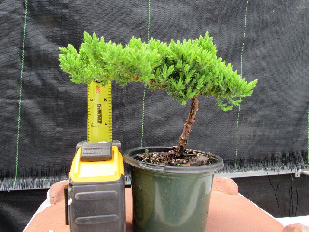 Juniper Pre Bonsai - Small