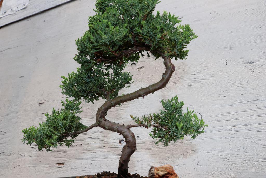 Juniper "S" Bonsai Tree