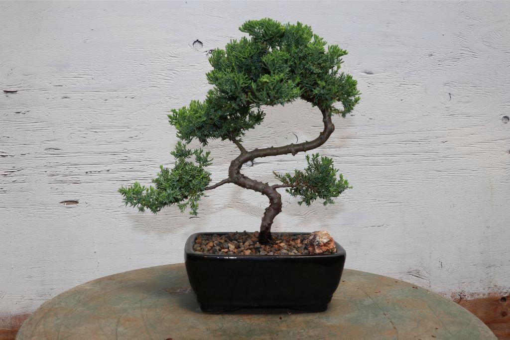 Juniper "S" Bonsai Tree