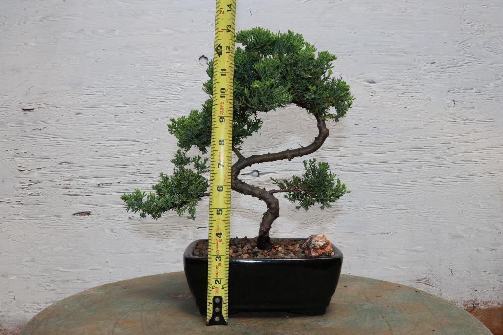 Juniper "S" Bonsai Tree