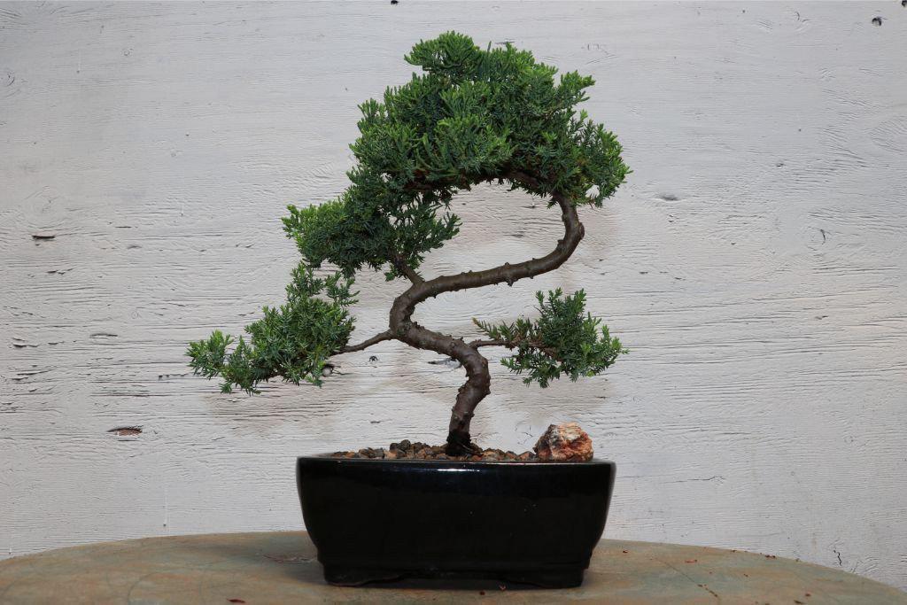 Juniper "S" Bonsai Tree