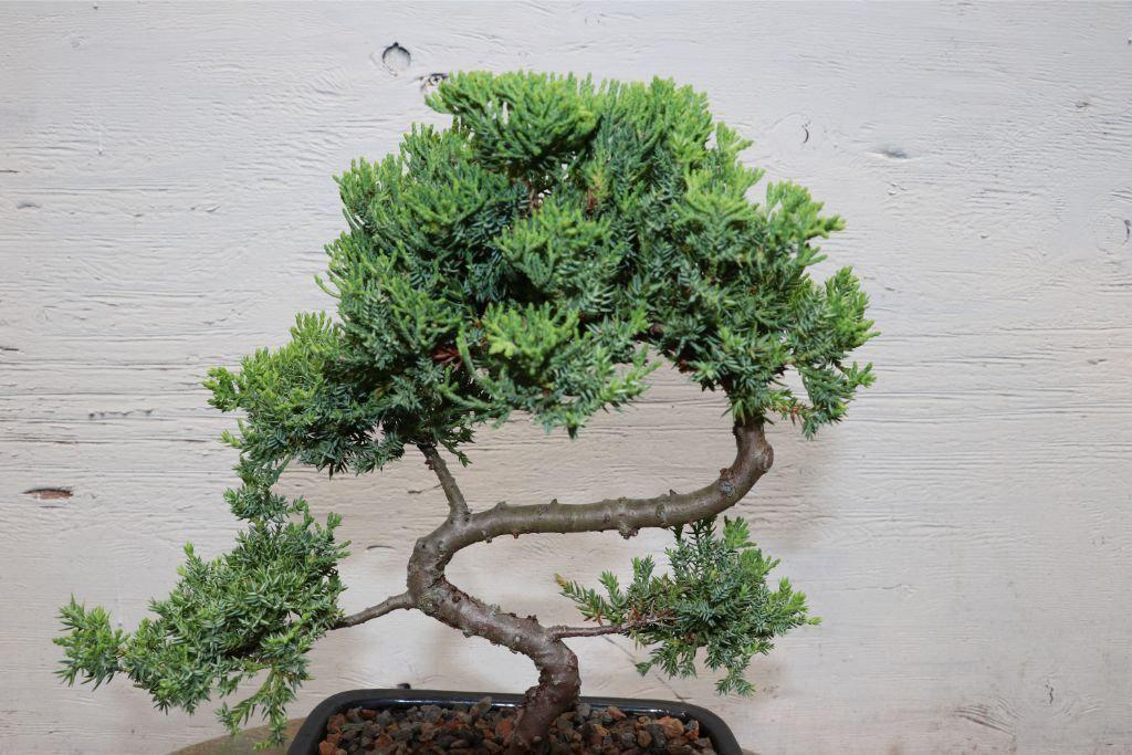 Juniper "S" Bonsai Tree