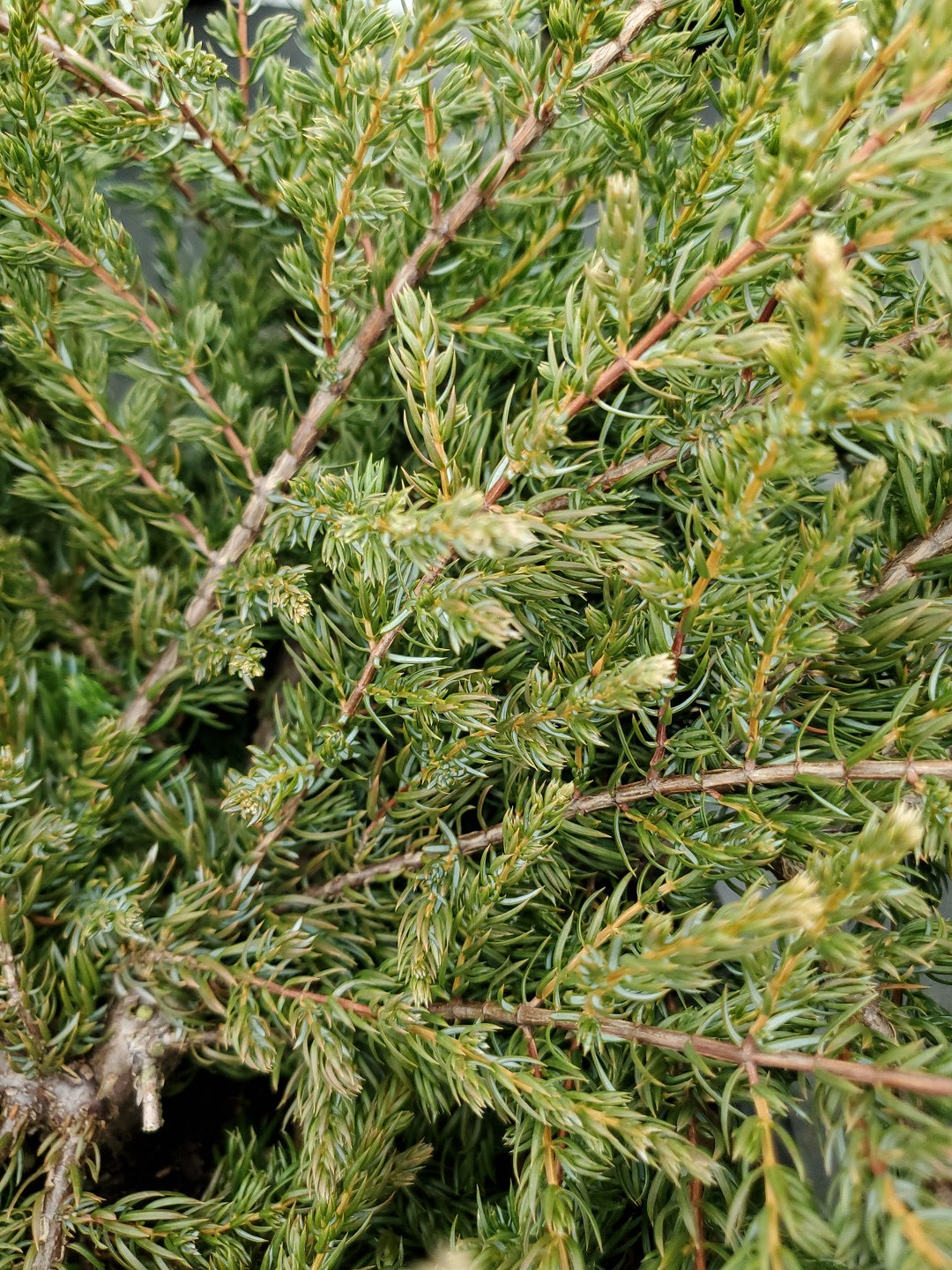 Alpine Carpet® Juniper