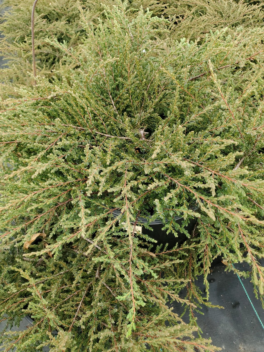 Alpine Carpet® Juniper